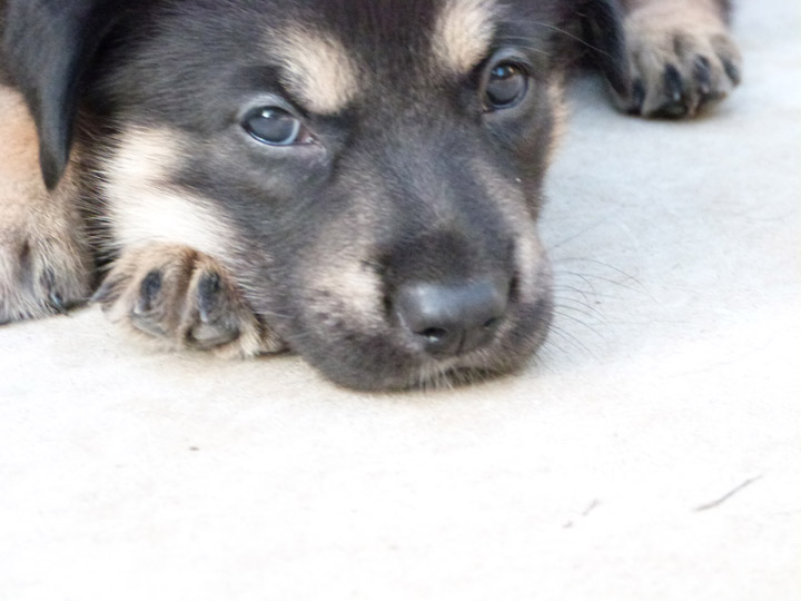 chinook dog